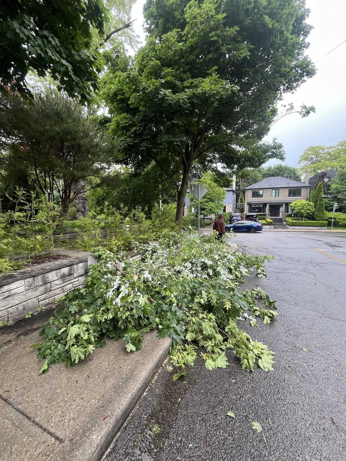 Tree branches and yard clutter piled up before removal